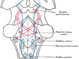 Superior olivary nucleus