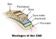 Illu meninges