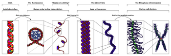 Chromatin Structures