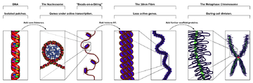 Chromatin Structures