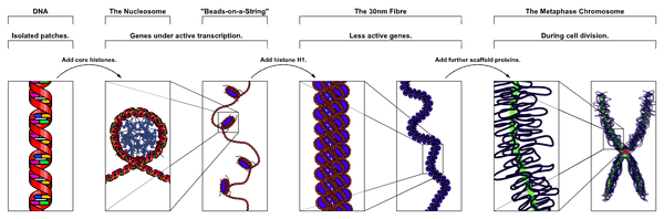 Chromatin Structures