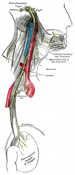 Mandibular nerve - Wikipedia