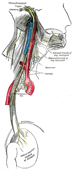 Inferior alveolar nerve - Wikipedia