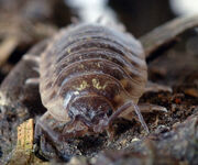 Porcellio scaber - male front 2 (aka)