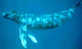 Humpback underwater