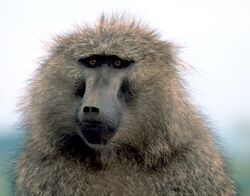 Olive baboon