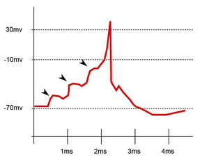 Synapse diag5