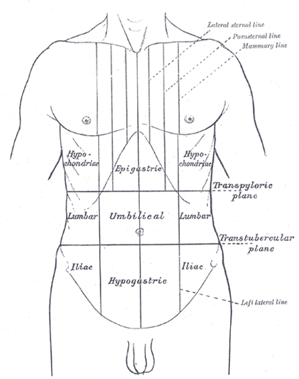 Abdominal muscles - Wikipedia