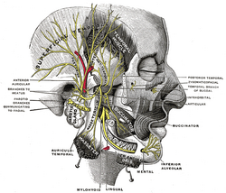 File:Mandibular Nerve.jpg - Wikimedia Commons