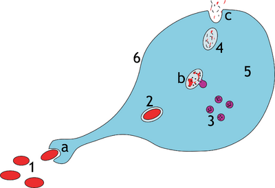 Phagocytosis