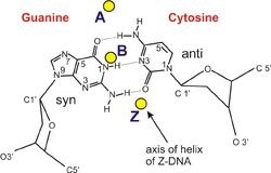 B&Z&A DNA formula