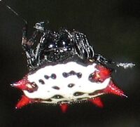 Gasteracantha