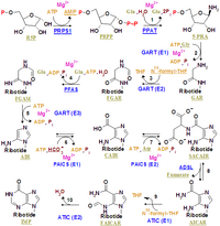 Nucleotides syn1