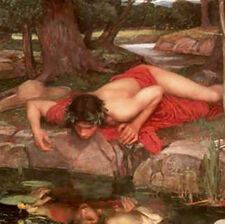 Narcissus