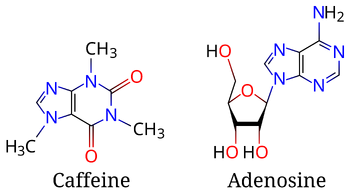 Caffeine and adenosine