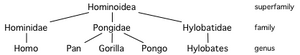 Hominoid taxonomy 2