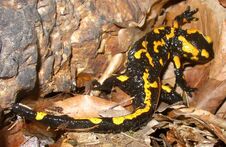 Salamandra salamandra CZ