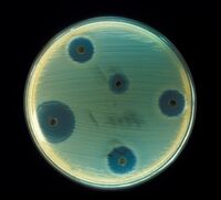 Staphylococcus aureus (AB Test)