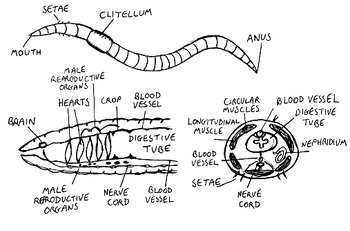 Earthworms, Psychology Wiki