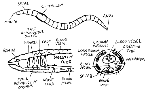 bipalium diagram