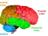 Comparative anatomy of the brain
