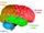 Comparative anatomy of the brain