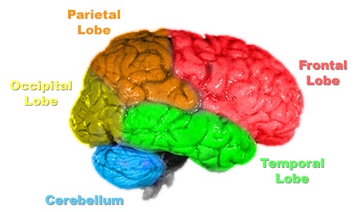 parts of the brain and their functions psychology