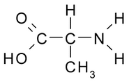 Alanine (Ala / A)