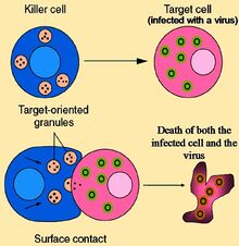 Cytotoxic T cell