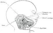 Head and neck of a human embryo eighteen weeks old, with Meckel’s cartilage and hyoid bar exposed.