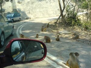 Monkeys in kam shan