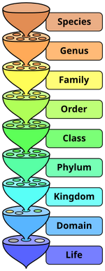 The various levels of the biological classification system.