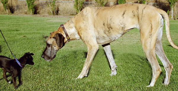IMG010biglittledogFX wb.jpg