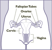 Female anatomy frontal