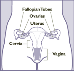 Vagina - Wikipedia