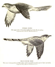 FinnBirdMimic