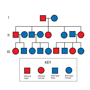 autosomal dominant punnett square achondroplasia