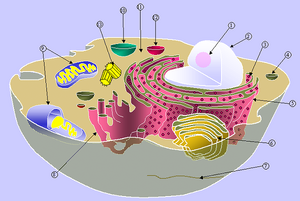 Biological cell