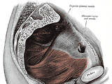 Pubococcygeus muscle