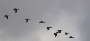 MigrationFlock