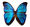 Blue morpho butterfly