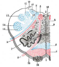 Markgraf's catfish showing the red lateral line mentioned in the text.