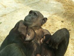 Baby chimpanze