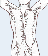 Lymphatic system - Wikipedia