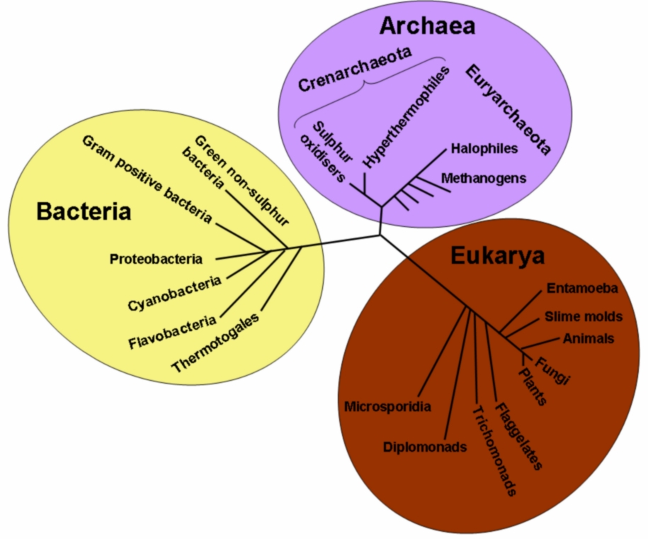 Harvard University Department of Psychology - Wikipedia