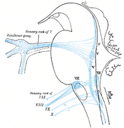 Primary terminal nuclei of the afferent (sensory) cranial nerves schematically represented; lateral view.