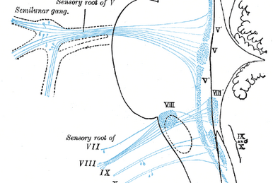 Infratemporal fossa:Mandibular n. & branches, RANZCRPart1 Wiki