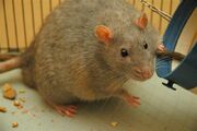 Rat diabetic.jpg