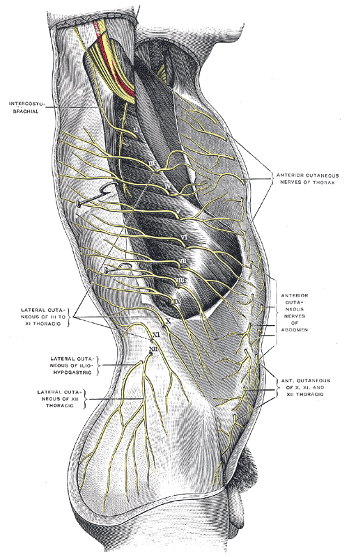 Recurrent branch of the median nerve - Wikipedia