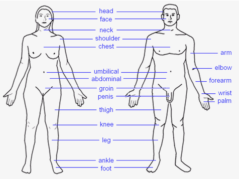 File:Human skull side simplified (bones).svg - Wikipedia